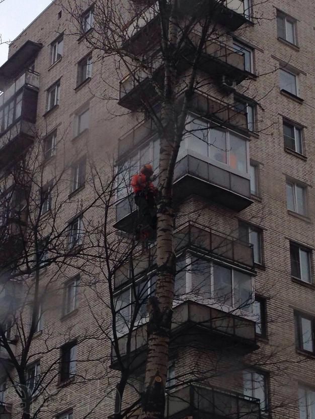Спил, валка и кронирование деревьев
