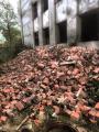 Куплю бой кирпича, бой бетона, асфальтную крошку на самовывоз