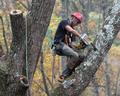 Спил деревьев, расчистка участка